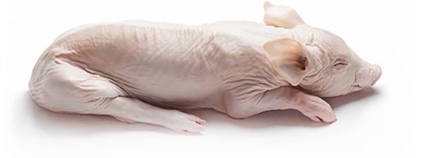 012212-cochinillo